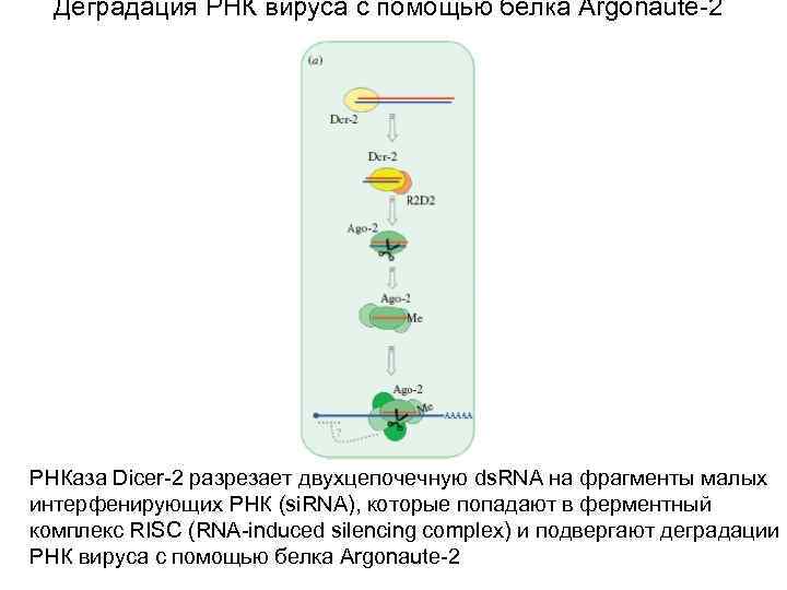 Двухцепочечная РНК. Двухцепочечные ФРАГМЕНТЫ РНК. Вирусы с двухцепочечной РНК. Белок Argonaute.