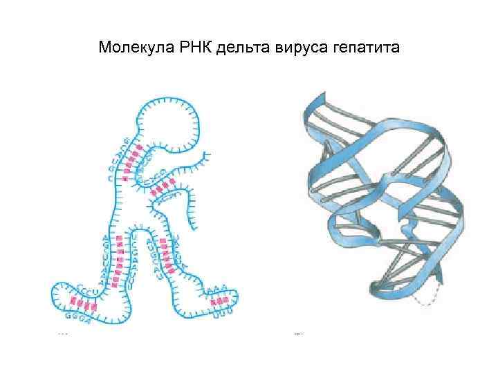 Молекула РНК дельта вируса гепатита 