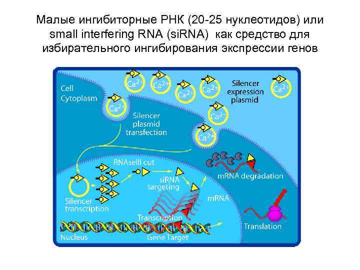 Малые ингибиторные РНК (20 -25 нуклеотидов) или small interfering RNA (si. RNA) как средство