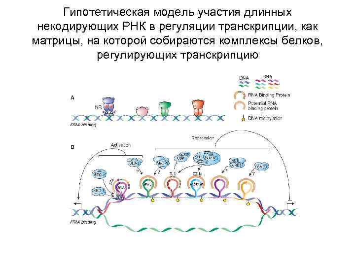 Гипотетическая модель участия длинных некодирующих РНК в регуляции транскрипции, как матрицы, на которой собираются