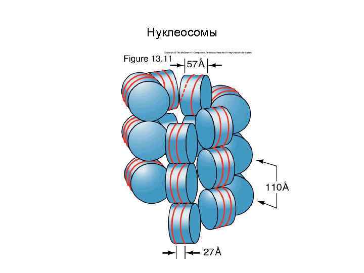 Нуклеосомы 