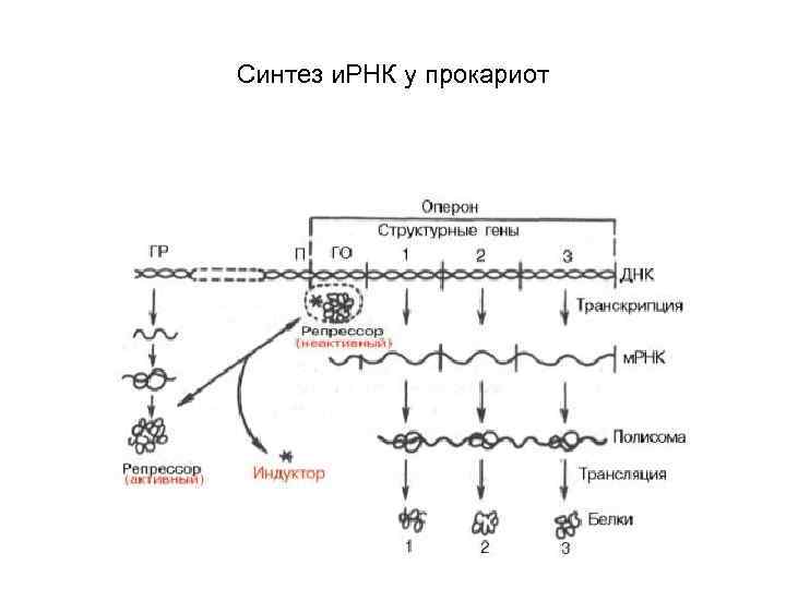 Синтез и. РНК у прокариот 