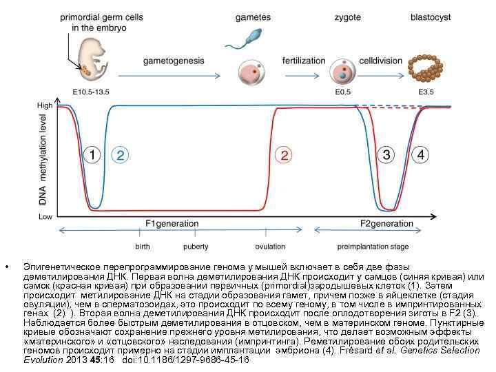 • Эпигенетическое перепрограммирование генома у мышей включает в себя две фазы деметилирования ДНК.