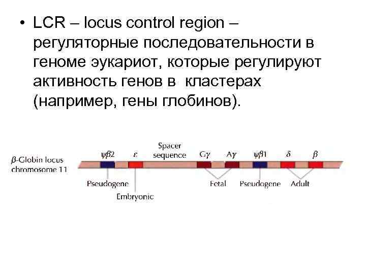  • LCR – locus control region – регуляторные последовательности в геноме эукариот, которые