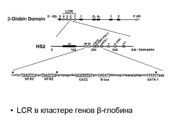  • LCR в кластере генов β-глобина 