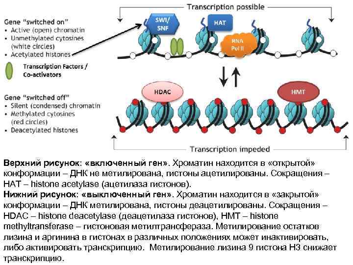 Верхний рисунок: «включенный ген» . Хроматин находится в «открытой» конформации – ДНК не метилирована,