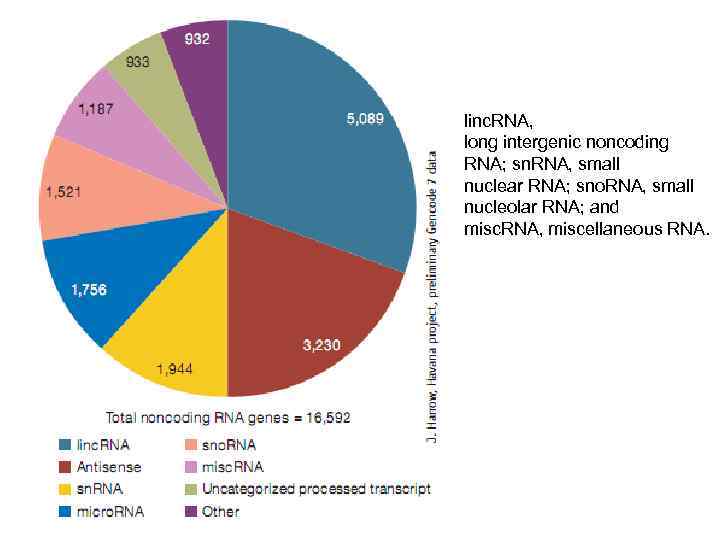 linc. RNA, long intergenic noncoding RNA; sn. RNA, small nuclear RNA; sno. RNA, small