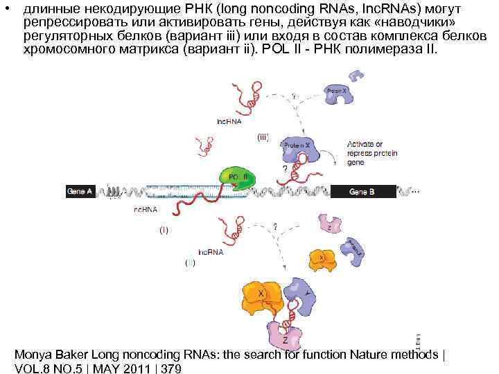  • длинные некодирующие РНК (long noncoding RNAs, lnc. RNAs) могут репрессировать или активировать