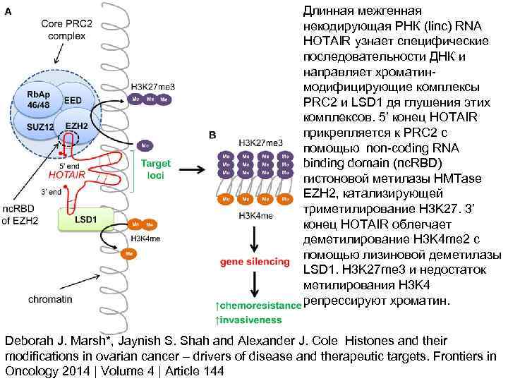 Длинные некодирующие рнк. Длинные некодирующие РНК функции. Виды РНК кодирующие и некодирующие. Некодирующие РНК: открытие,.