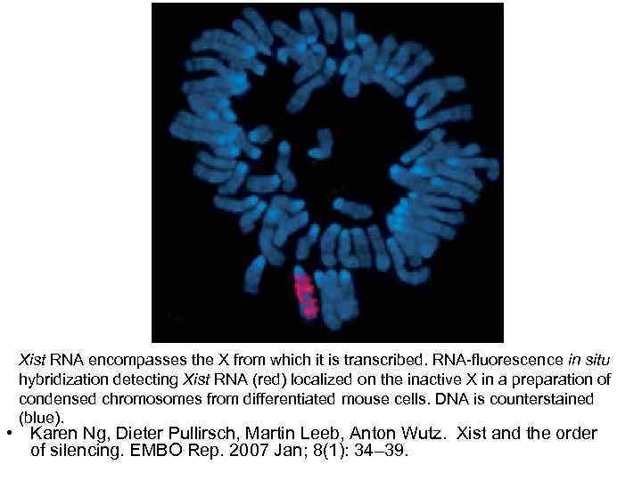 Xist RNA encompasses the X from which it is transcribed. RNA-fluorescence in situ hybridization