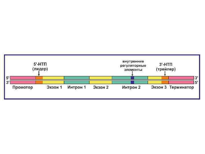 Особенность эукариот тест. Структура Гена эукариот. Структура Гена эукариот и прокариот. Ген структура Гена. Схема строения Гена эукариот.