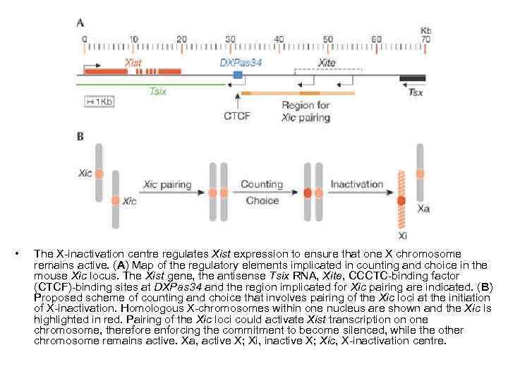  • The X-inactivation centre regulates Xist expression to ensure that one X chromosome