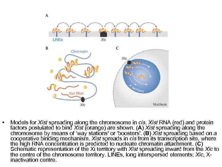  • Models for Xist spreading along the chromosome in cis. Xist RNA (red)