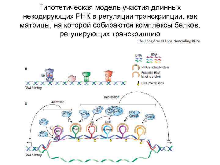 Длинные некодирующие рнк