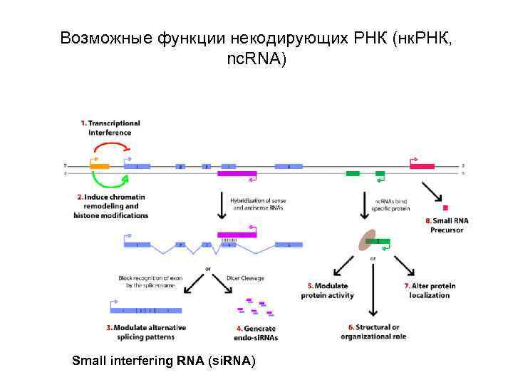 Возможные функции некодирующих РНК (нк. РНК, nc. RNA) Small interfering RNA (si. RNA) 