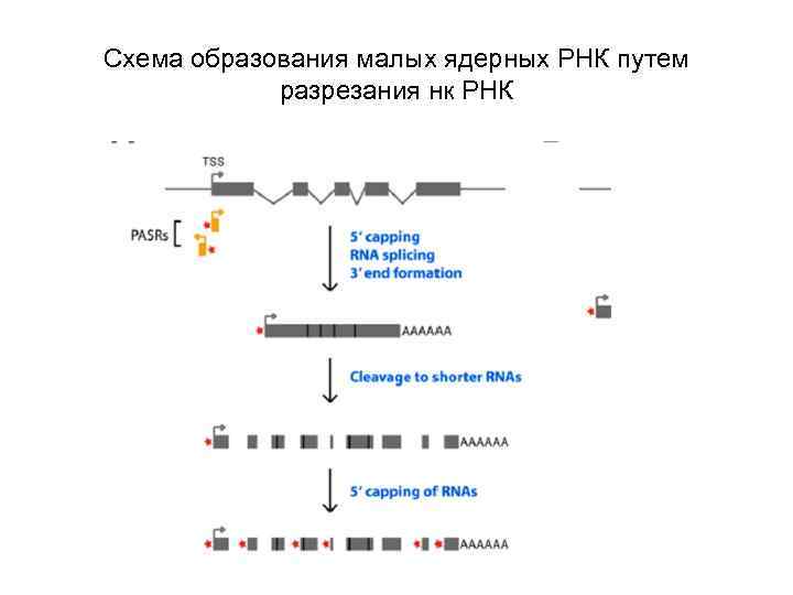 Схема образования малых ядерных РНК путем разрезания нк РНК 