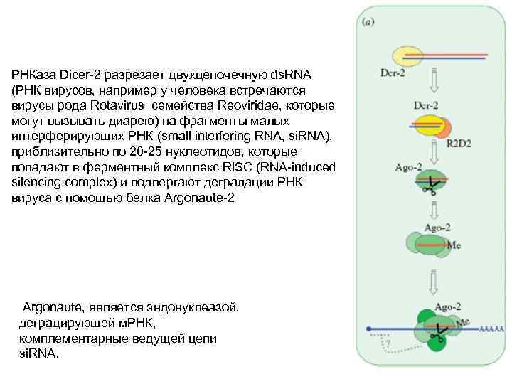 РНКаза Dicer-2 разрезает двухцепочечную ds. RNA (РНК вирусов, например у человека встречаются вирусы рода