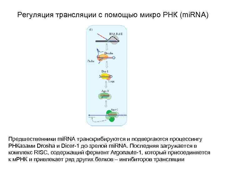 Регуляция трансляции с помощью микро РНК (mi. RNA) Предшественники mi. RNA транскрибируются и подвергаются