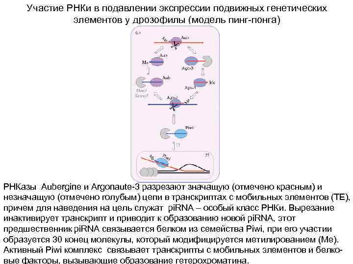 Участие РНКи в подавлении экспрессии подвижных генетических элементов у дрозофилы (модель пинг-понга) РНКазы Aubergine