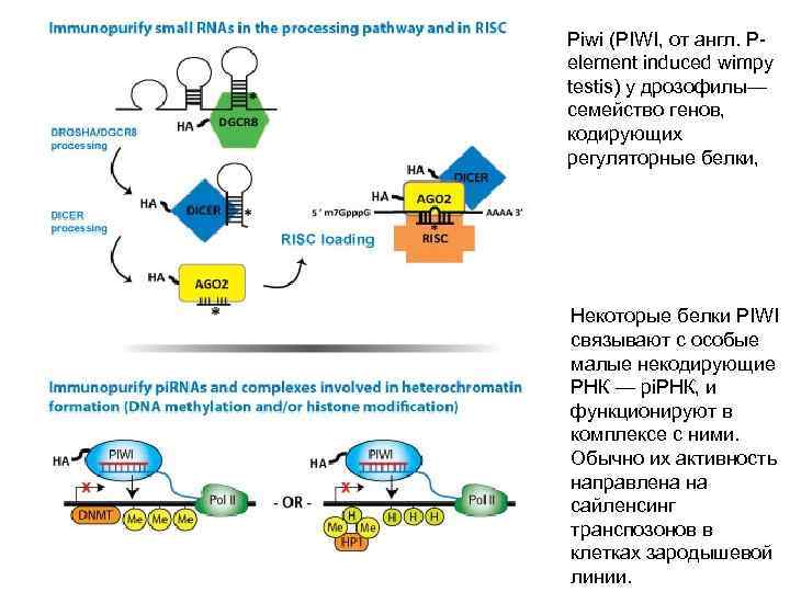 Piwi (PIWI, от англ. Pelement induced wimpy testis) у дрозофилы— семейство генов, кодирующих регуляторные