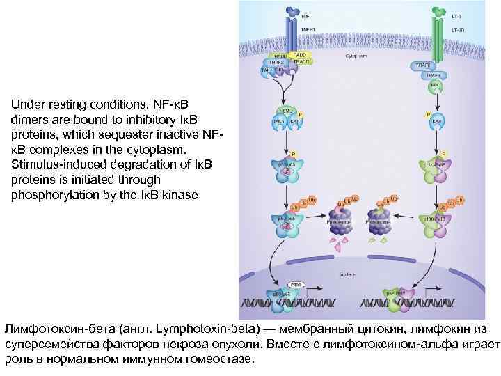 Under resting conditions, NF-κB dimers are bound to inhibitory IκB proteins, which sequester inactive