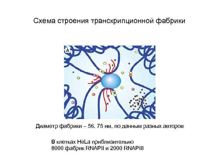 Схема строения транскрипционной фабрики Диаметр фабрики – 56, 75 нм, по данным разных авторов