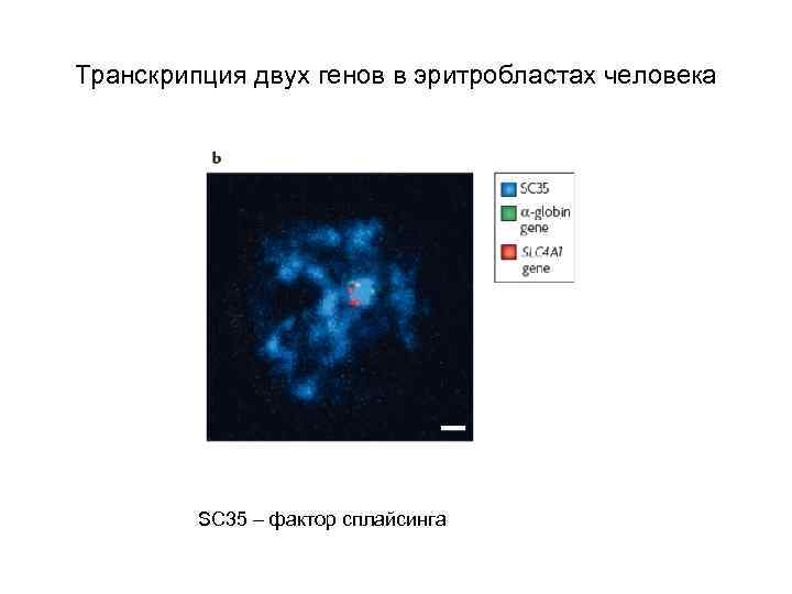 Транскрипция двух генов в эритробластах человека SC 35 – фактор сплайсинга 