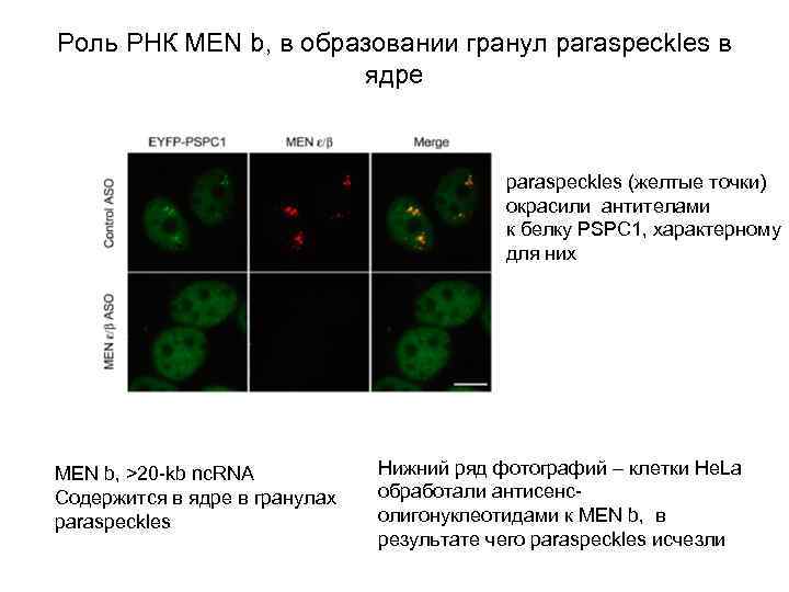 Роль РНК MEN b, в образовании гранул paraspeckles в ядре paraspeckles (желтые точки) окрасили