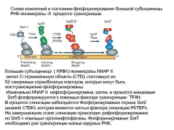 Схема изменений в состоянии фосфорилирования большой субъединицы РНК-полимеразы -II процессе транскрипции Большая субъединица (