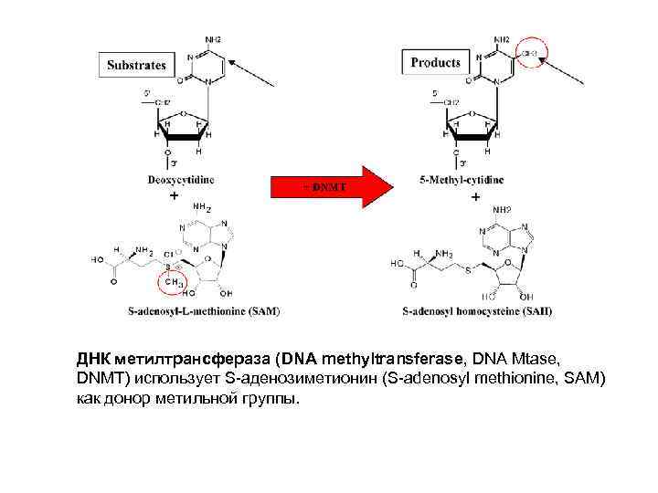 ДНК метилтрансфераза (DNA methyltransferase, DNA Mtase, DNMT) использует S-аденозиметионин (S-adenosyl methionine, SAM) как донор