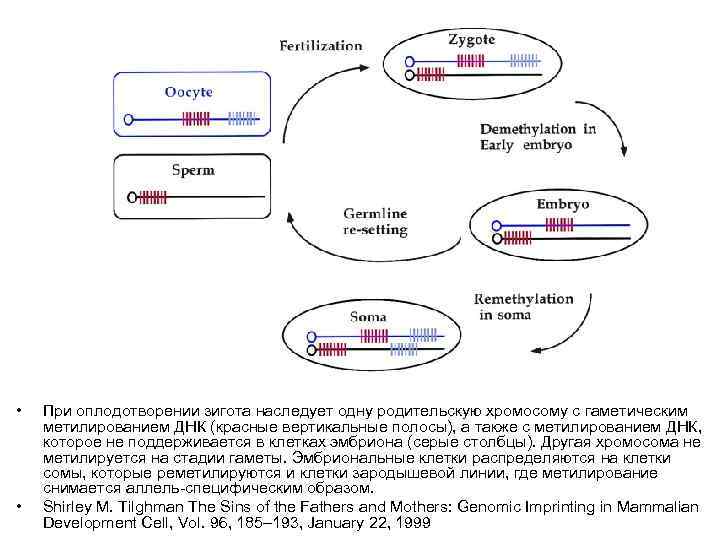  • • При оплодотворении зигота наследует одну родительскую хромосому с гаметическим метилированием ДНК