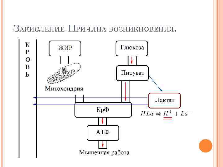 ЗАКИСЛЕНИЕ. ПРИЧИНА ВОЗНИКНОВЕНИЯ. 