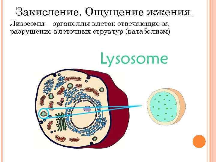 Закисление. Ощущение жжения. Лизосомы – органеллы клеток отвечающие за разрушение клеточных структур (катаболизм) 