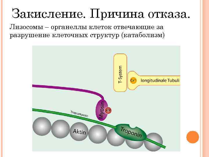 Закисление. Причина отказа. Лизосомы – органеллы клеток отвечающие за разрушение клеточных структур (катаболизм) 