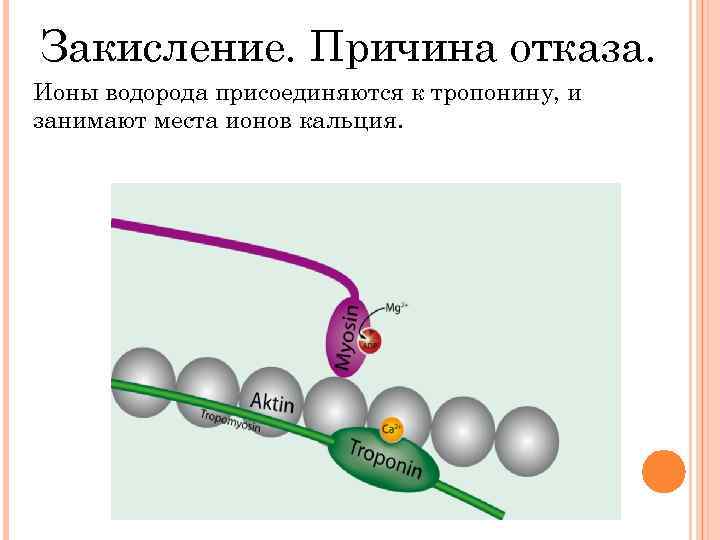 Закисление. Причина отказа. Ионы водорода присоединяются к тропонину, и занимают места ионов кальция. 