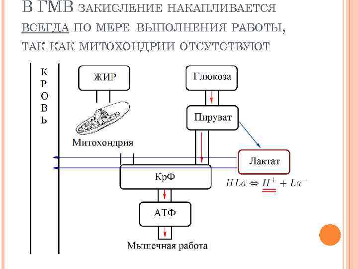 В ГМВ ЗАКИСЛЕНИЕ НАКАПЛИВАЕТСЯ ВСЕГДА ПО МЕРЕ ВЫПОЛНЕНИЯ РАБОТЫ, ТАК КАК МИТОХОНДРИИ ОТСУТСТВУЮТ 