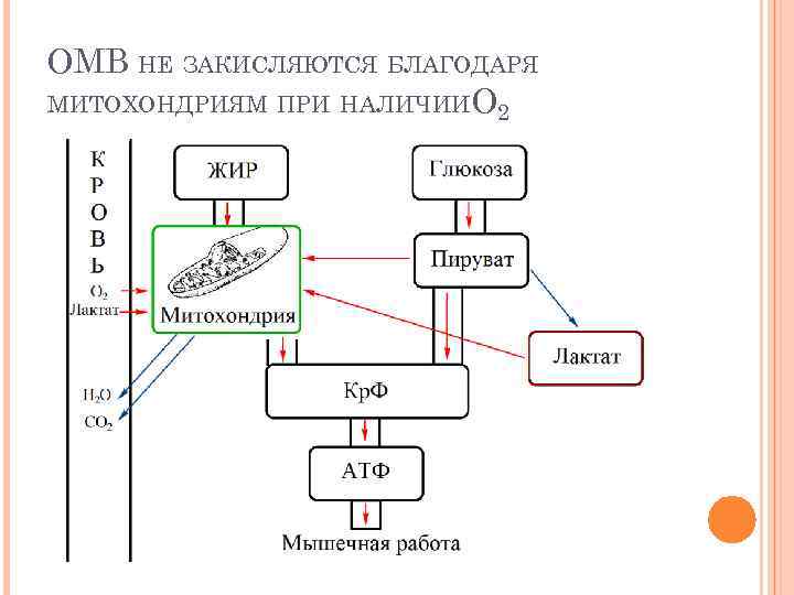 ОМВ НЕ ЗАКИСЛЯЮТСЯ БЛАГОДАРЯ МИТОХОНДРИЯМ ПРИ НАЛИЧИИ O 2 