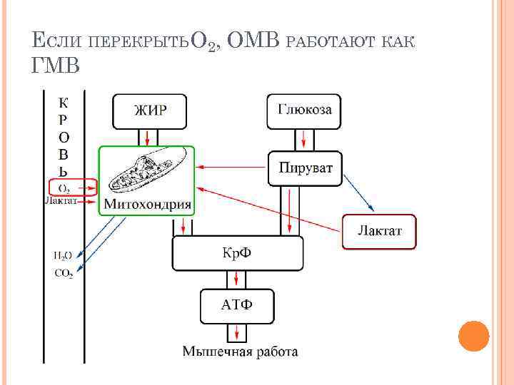 ЕСЛИ ПЕРЕКРЫТЬ O 2, ОМВ РАБОТАЮТ КАК ГМВ 