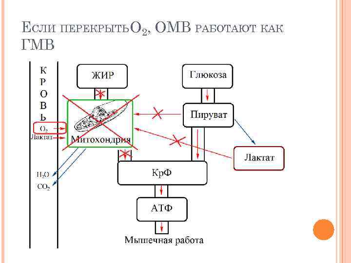 ЕСЛИ ПЕРЕКРЫТЬ O 2, ОМВ РАБОТАЮТ КАК ГМВ 