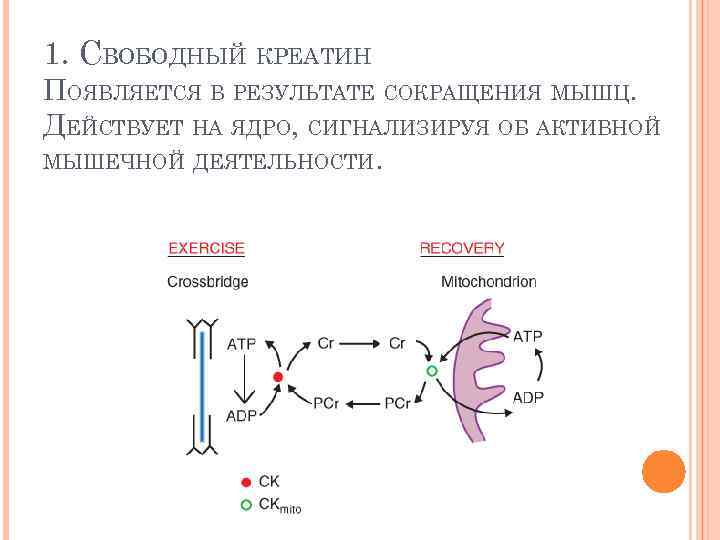 1. СВОБОДНЫЙ КРЕАТИН ПОЯВЛЯЕТСЯ В РЕЗУЛЬТАТЕ СОКРАЩЕНИЯ МЫШЦ. ДЕЙСТВУЕТ НА ЯДРО, СИГНАЛИЗИРУЯ ОБ АКТИВНОЙ