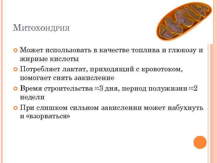 МИТОХОНДРИЯ Может использовать в качестве топлива и глюкозу и жирные кислоты Потребляет лактат, приходящий