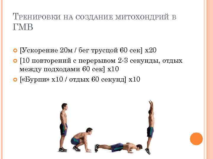 ТРЕНИРОВКИ НА СОЗДАНИЕ МИТОХОНДРИЙ В ГМВ [Ускорение 20 м / бег трусцой 60 сек]