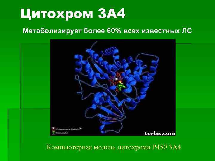 Цитохром 3 А 4 Метаболизирует более 60% всех известных ЛС Компьютерная модель цитохрома Р