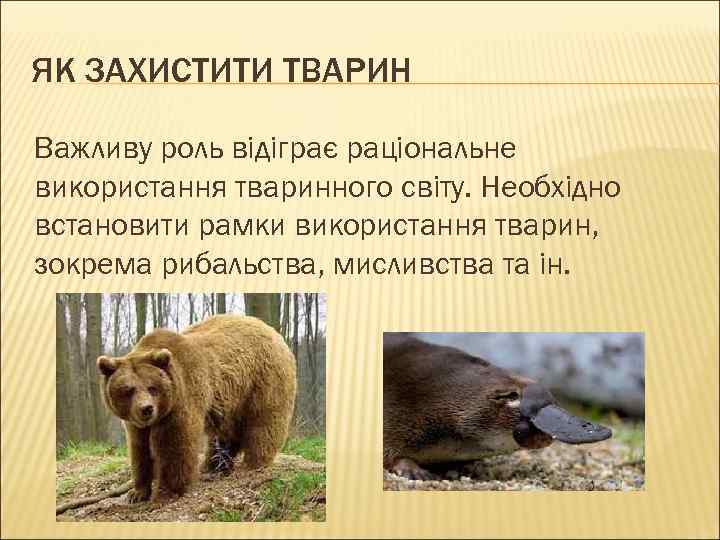 ЯК ЗАХИСТИТИ ТВАРИН Важливу роль відіграє раціональне використання тваринного світу. Необхідно встановити рамки використання