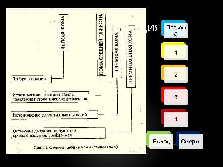 Преком КЛАССИФИКАЦИЯ ПО СТАДИЯМ а • Стадия первая или легкая кома Стадия вторая или