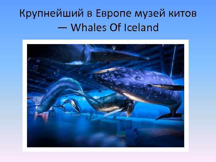 Крупнейший в Европе музей китов — Whales Of Iceland 