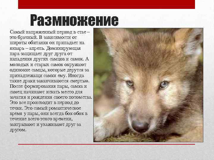 Размножение Самый напряженный период в стае – это брачный. В зависимости от широты обитания
