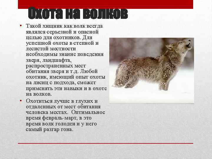Охота на волков • Такой хищник как волк всегда являлся серьезной и опасной целью