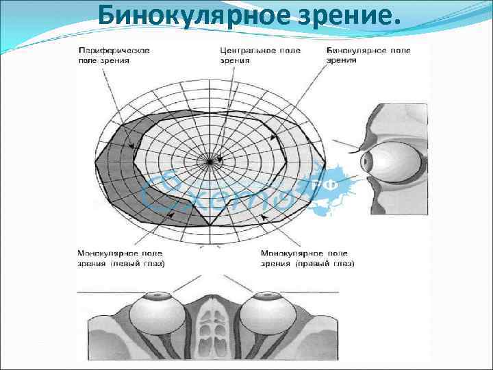 От каких отделов сетчатки сливается изображение при бинокулярном зрении