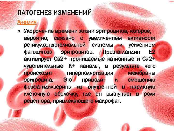 Что вероятно связано. Эритроциты патогенез. Анемии изменение эритроцитов. Укороченная жизнь эритроцитов анемия. Изменения эритроцитов при анемиях.